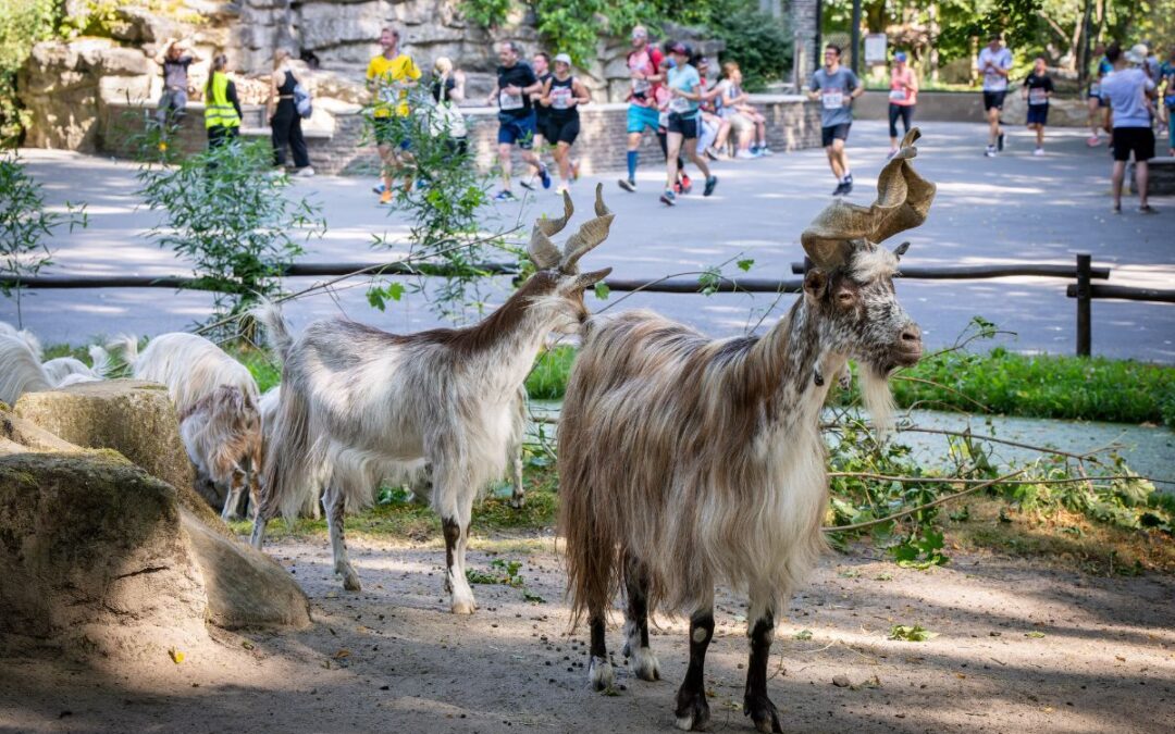 Jetzt sparen: Anmeldeperiode beim VOLVO Tierparklauf endet!