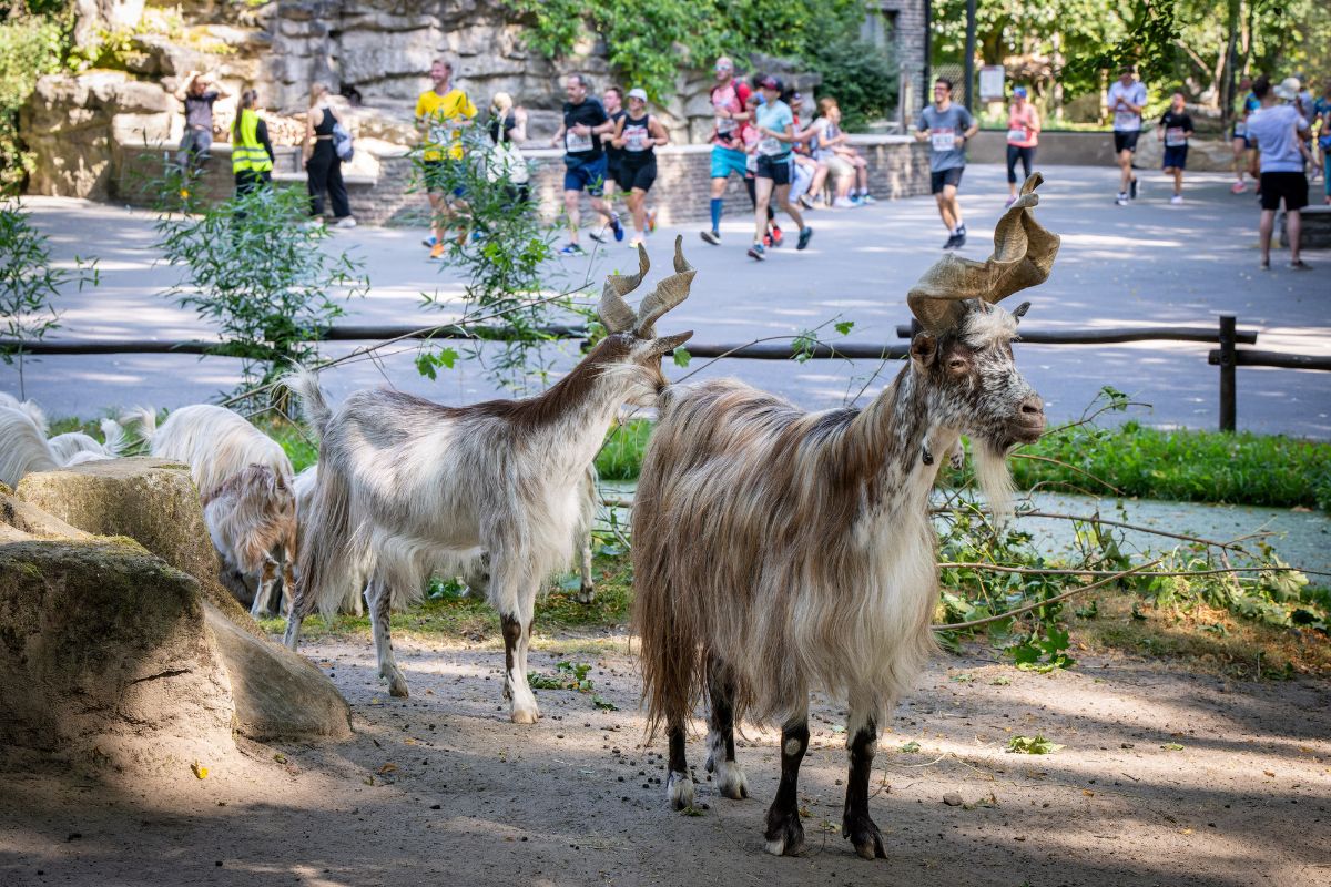 Jetzt sparen: Anmeldeperiode beim VOLVO Tierparklauf endet!