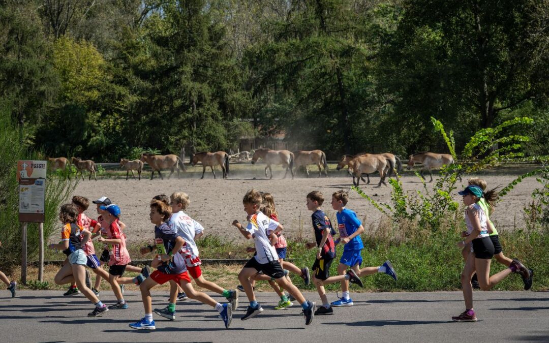 Kids run on Saturday at the VOLVO Tierparklauf already fully booked
